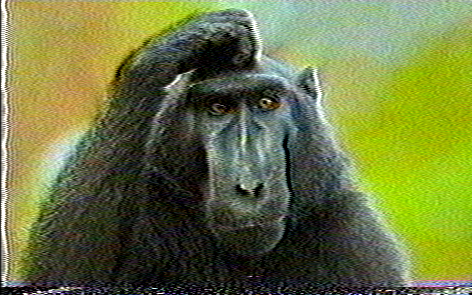 Image of Monkey with VHS filter